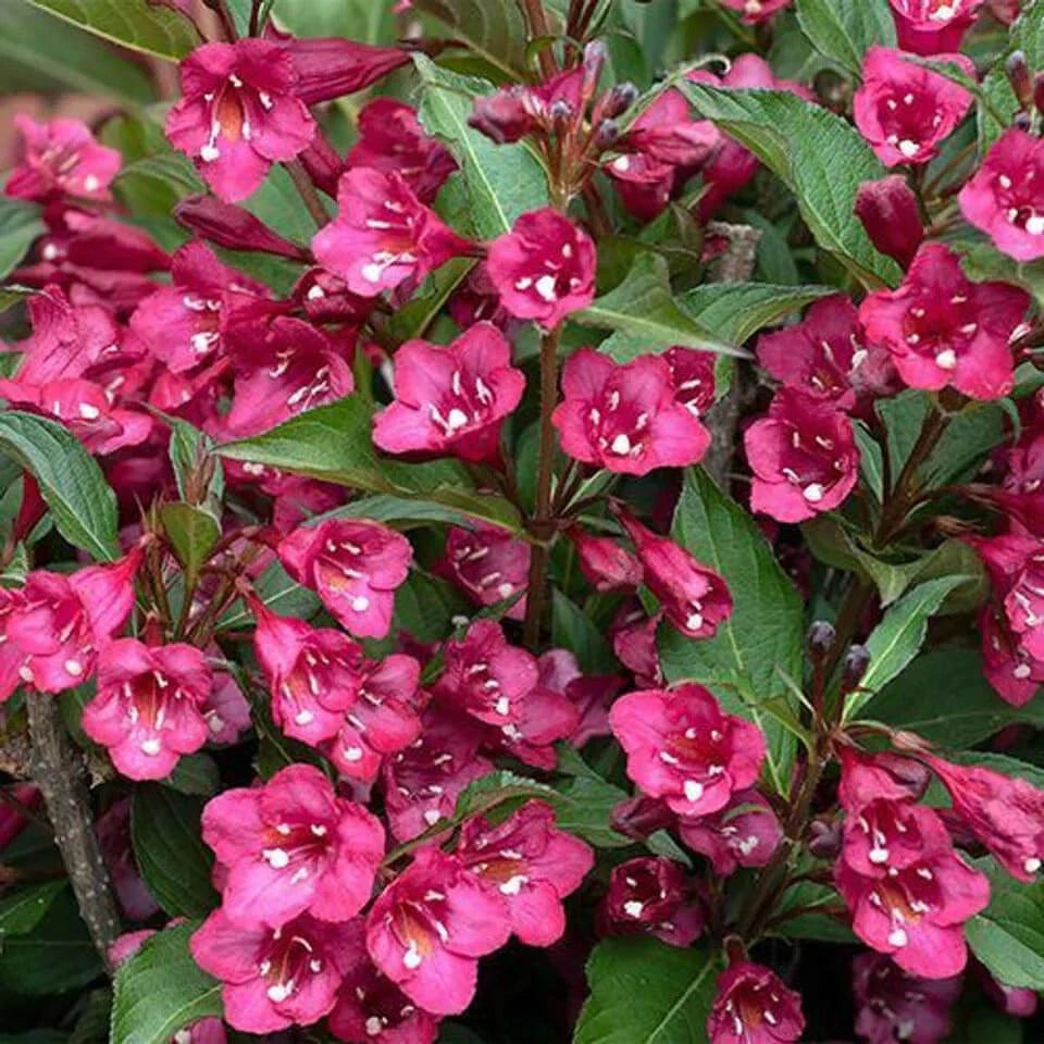 Pink Weigela