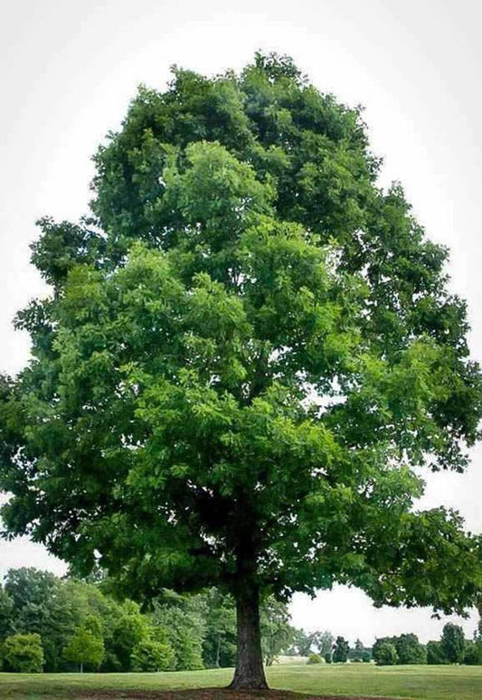 White Oak Tree 