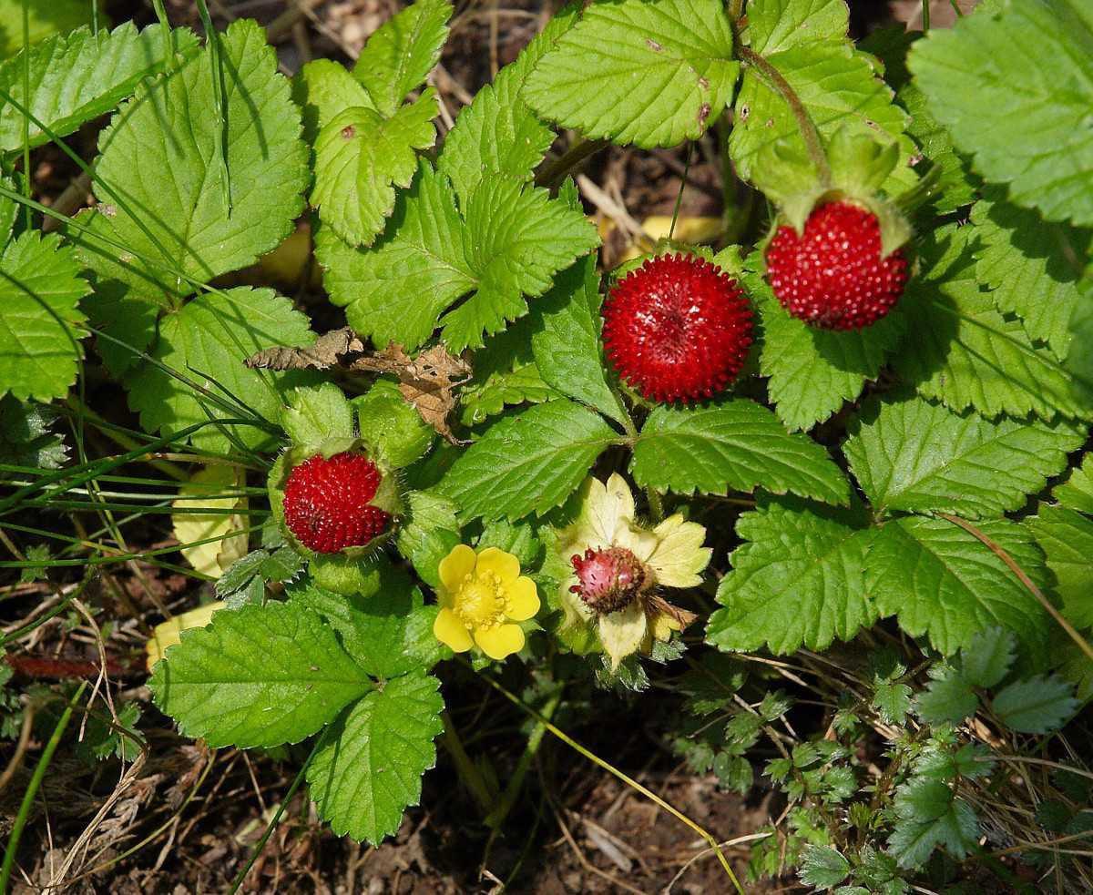 Wild Strawberry Plants