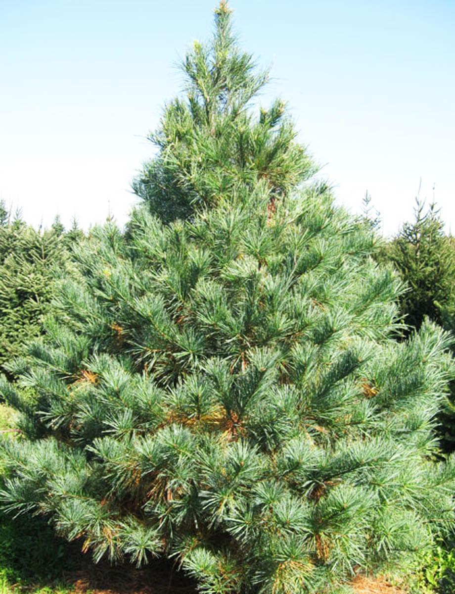 White Pine Tree