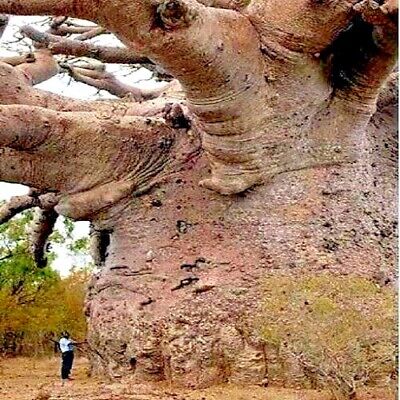 5 Baobab Seeds Adansonia digitata "Tree of Life" Rare Monkey Bread Bonsai Plant | eBay