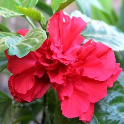 Red Rose of Sharon Althea Shrubs for Sale | BrighterBlooms2.com