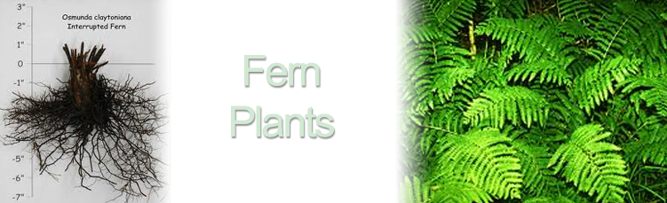 Bare root fern plants