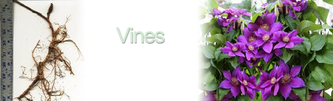 Vines