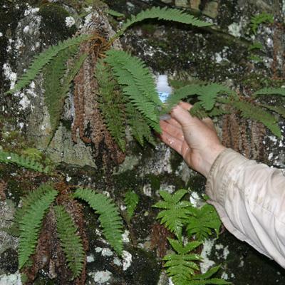 Rare Fern in Northern Forest Valuable to Understand Plant Responses to Climate Change | Northeastern States Research Cooperative